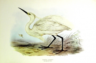 birds 20 - Little Egret (Ardea Garzetta)